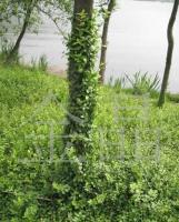 工程綠化苗木——小葉無(wú)芳藤 農(nóng)副產(chǎn)品中的綠色瑰寶