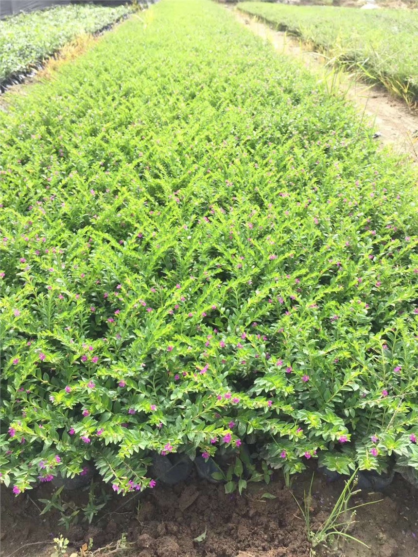 定州市園林工程綠化專用苗滿天星 價(jià)格實(shí)惠，基地直銷，助力綠化工程