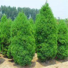 四季常青的綠化工程首選 蜀檜球與檜柏苗的長(zhǎng)期供應(yīng)