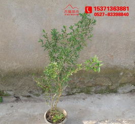 金邊六月雪 60厘米高大苗批發供應，綠化工程優選苗木