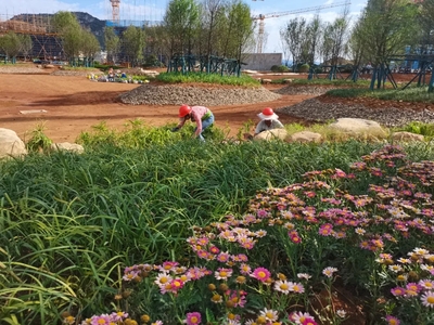 興義市文化藝術中心項目綠化工程穩步推進 為城市增添生態人文新地標