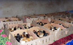 供應山東優質小土雞，把握商機賺大錢