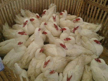 福州海峽農副產品物流中心 家禽批發市場的繁榮與農副產品的流通樞紐